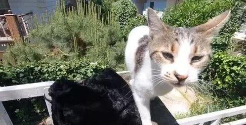 娱乐吃瓜酱流浪猫小菊,娱乐吃瓜酱的温馨故事