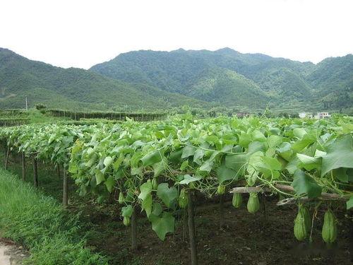 娱乐吃瓜村,揭秘娱乐圈背后的那些事儿