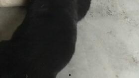 娱乐吃瓜酱小奶狗,揭秘娱乐圈的甜蜜与苦涩